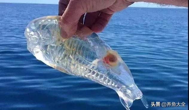 新缸养鱼多久可以建立硝化系统,不养鱼之前如何建立硝化系统