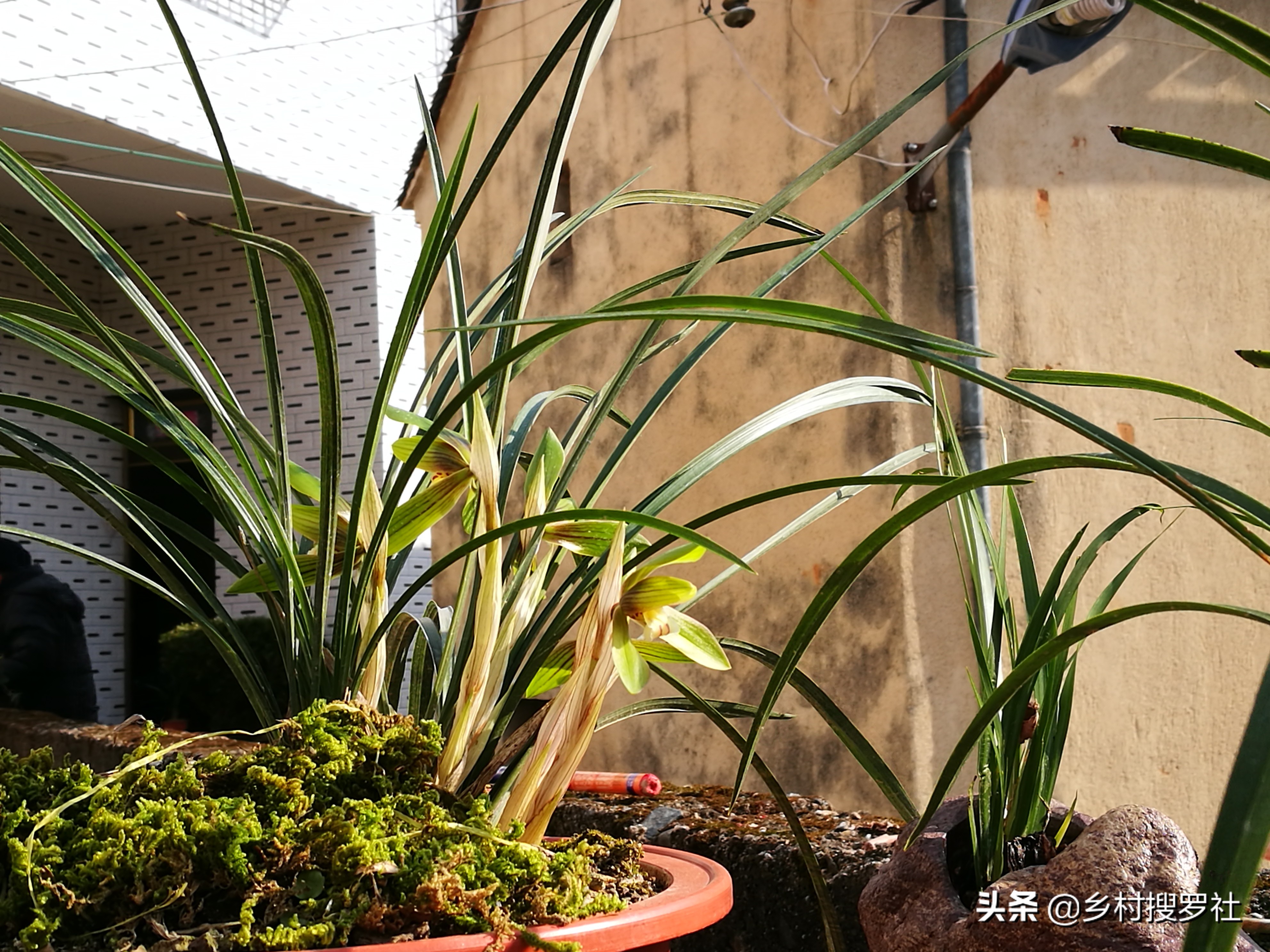 兰花长出了花苞如何让它长快一些,已有花苞的兰花怎么管理好