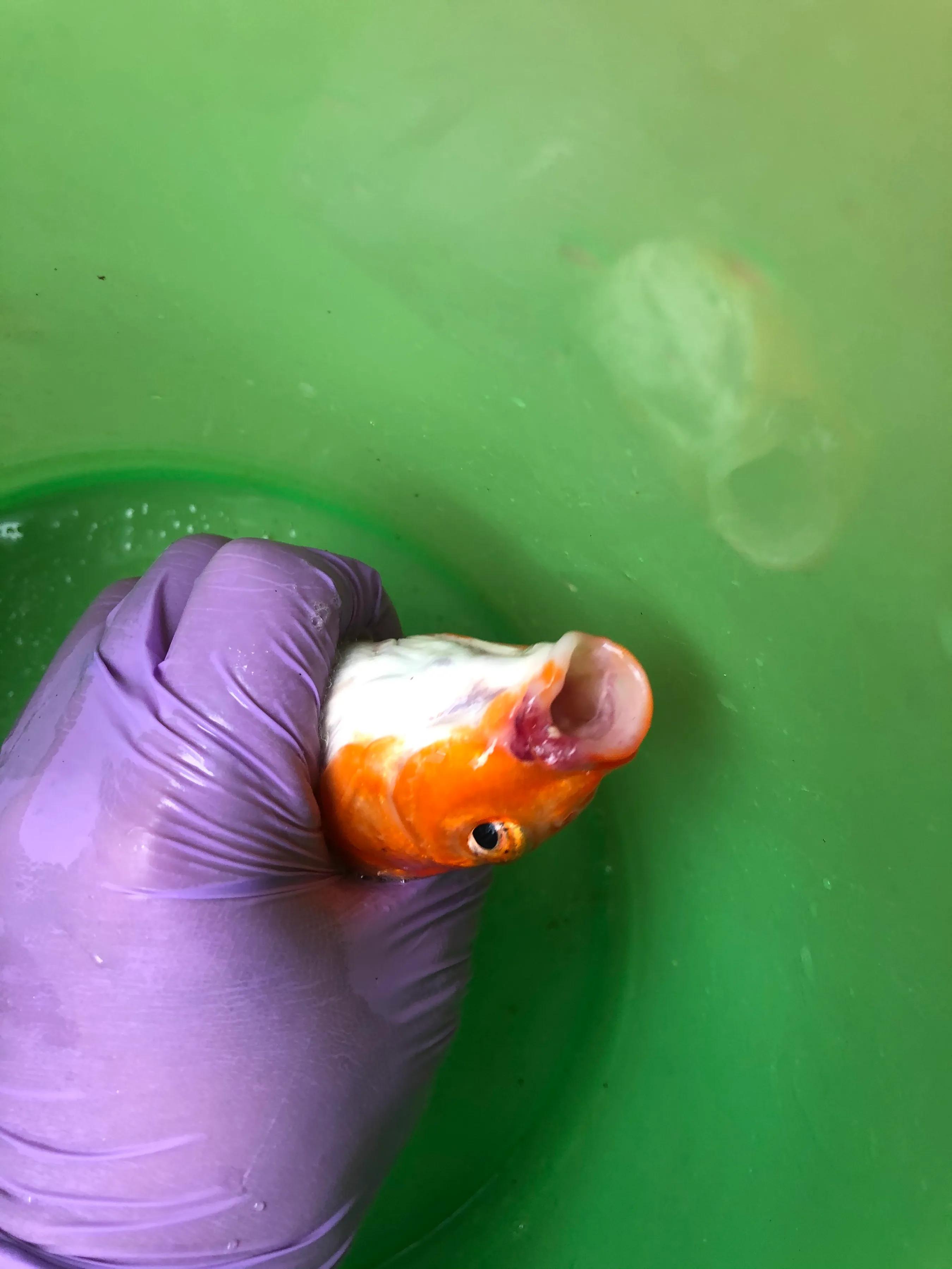 鱼儿烂鳃需要治疗多久,鱼儿烂鳍怎么治