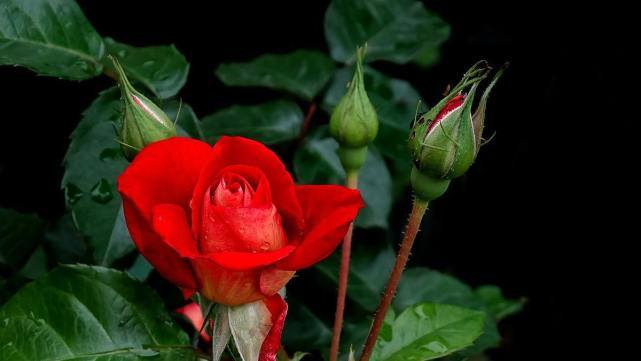 怎么安抚生气的金牛,怎样哄十二星座生气的人