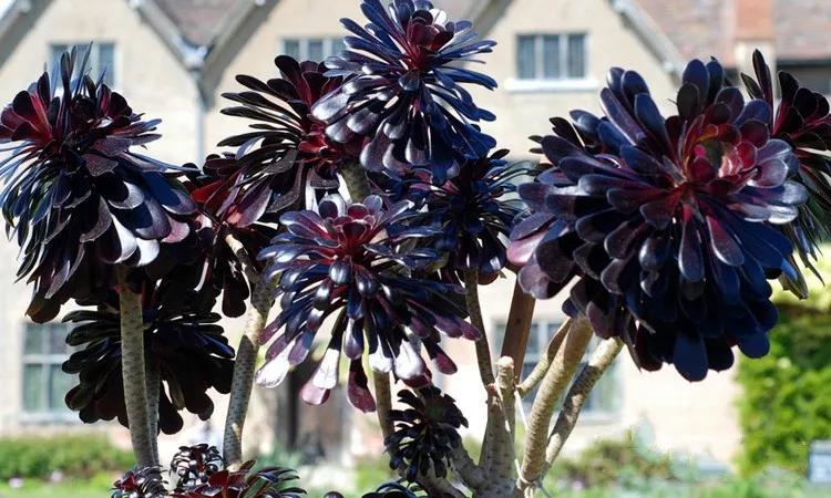 最值得买的多肉品种,包邮最漂亮多肉