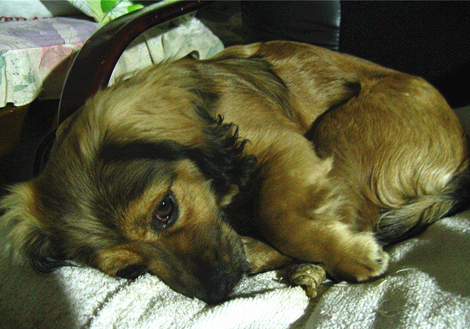 铲屎官容易被传染的病,小细菌对人体危害