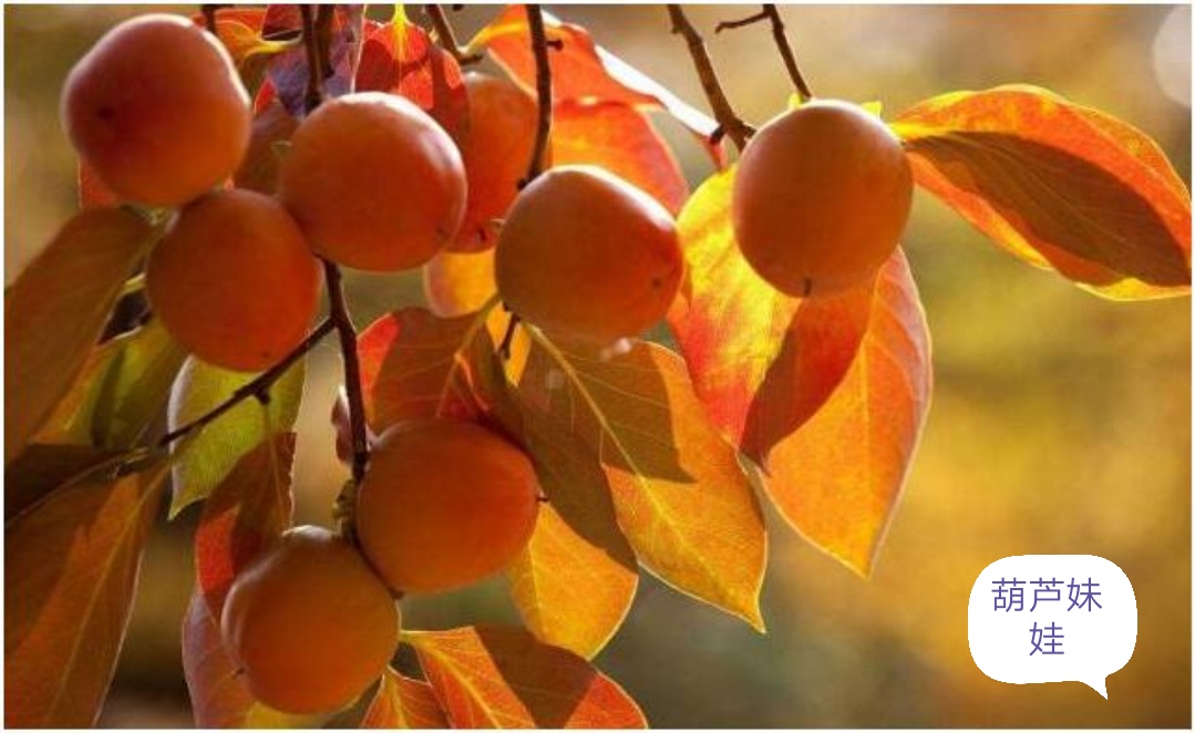 柿子和牛奶在一起会中毒吗,柿子为什么不能和牛奶一块儿吃