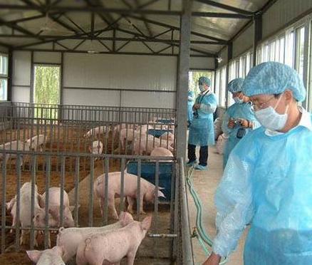 附红细胞体后期有什么症状,猪出现附红细胞体的症状