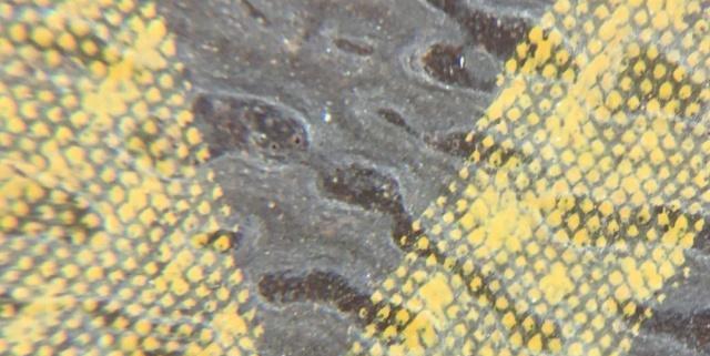 lvnanonoe水桶包真假鉴定,奢侈品鉴定lv购物袋