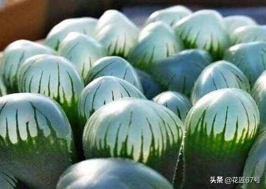 玉露养护小妙招,玉露有点黄怎么办