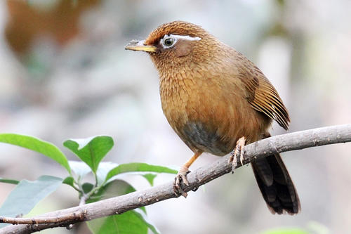 画眉最危险的方法,画眉不叫会撞头