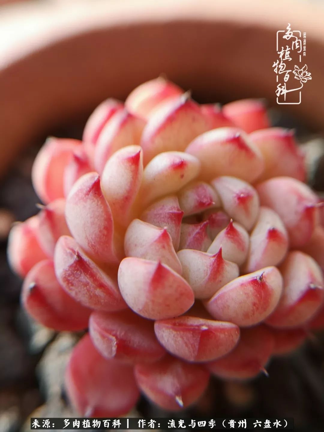 养多肉这几点新手必要知道,在养多肉的路上越走越远