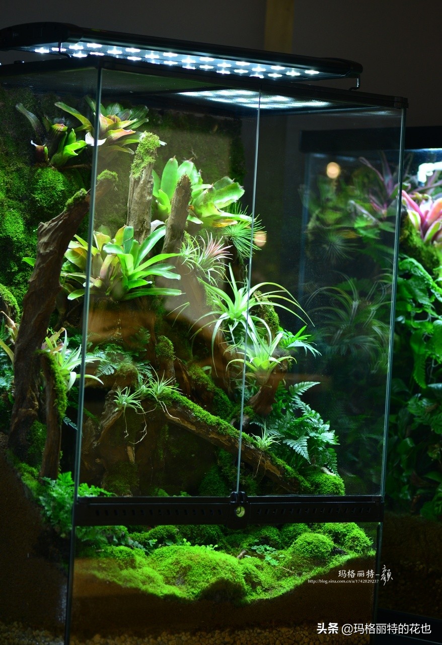 种植苔藓养护方法,苔藓怎么养护才能长得好