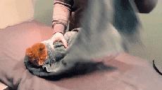 养了十多天的猫猫想抱它要怎么做,养了两年的猫怎么教