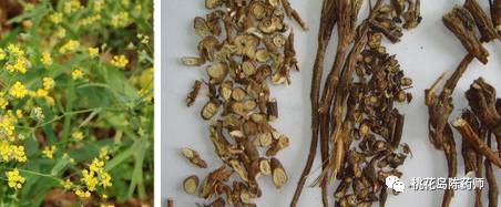 中药饮片独角牛别名,中药饮片大芸的别名