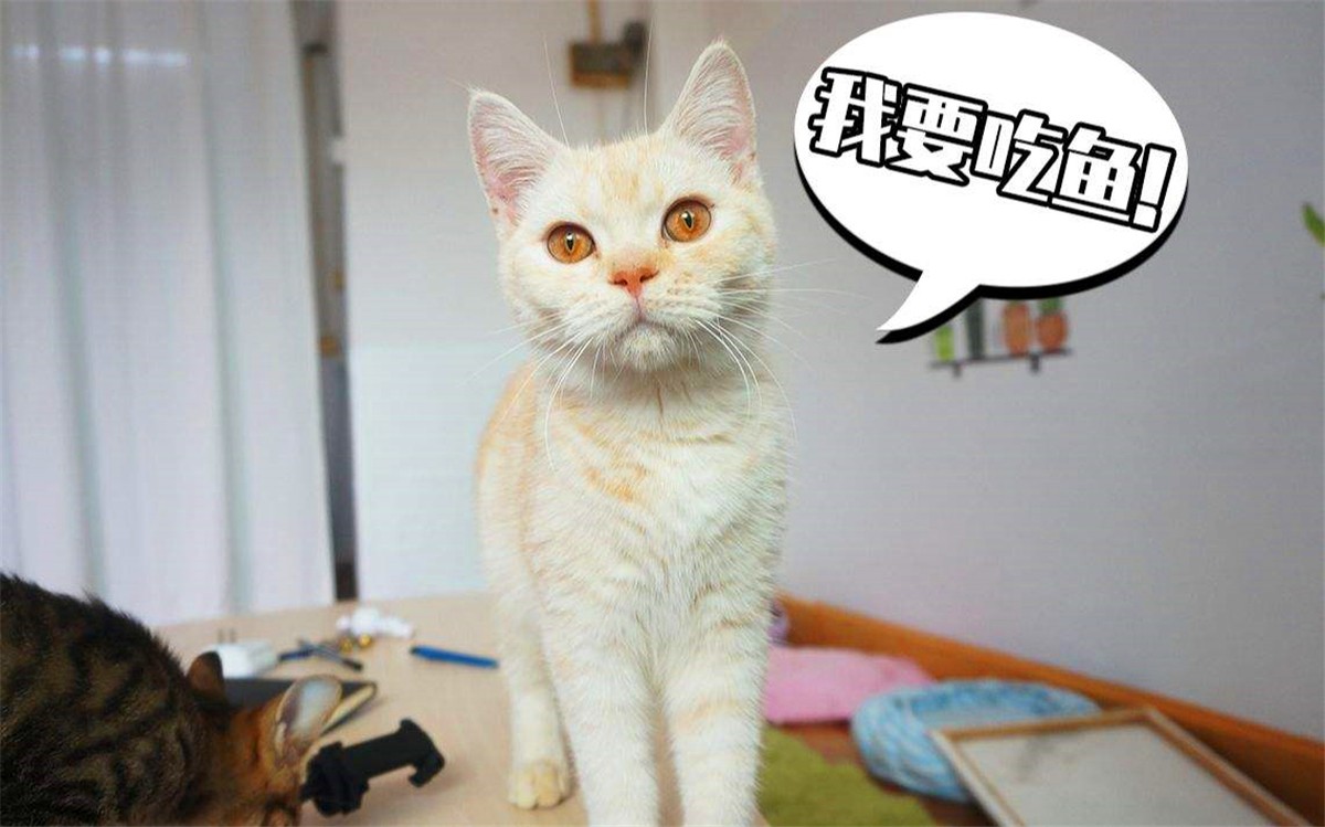 辟谣，猫咪也会被鱼刺卡喉咙，避免伤害只需做到：拒喂鱼骨