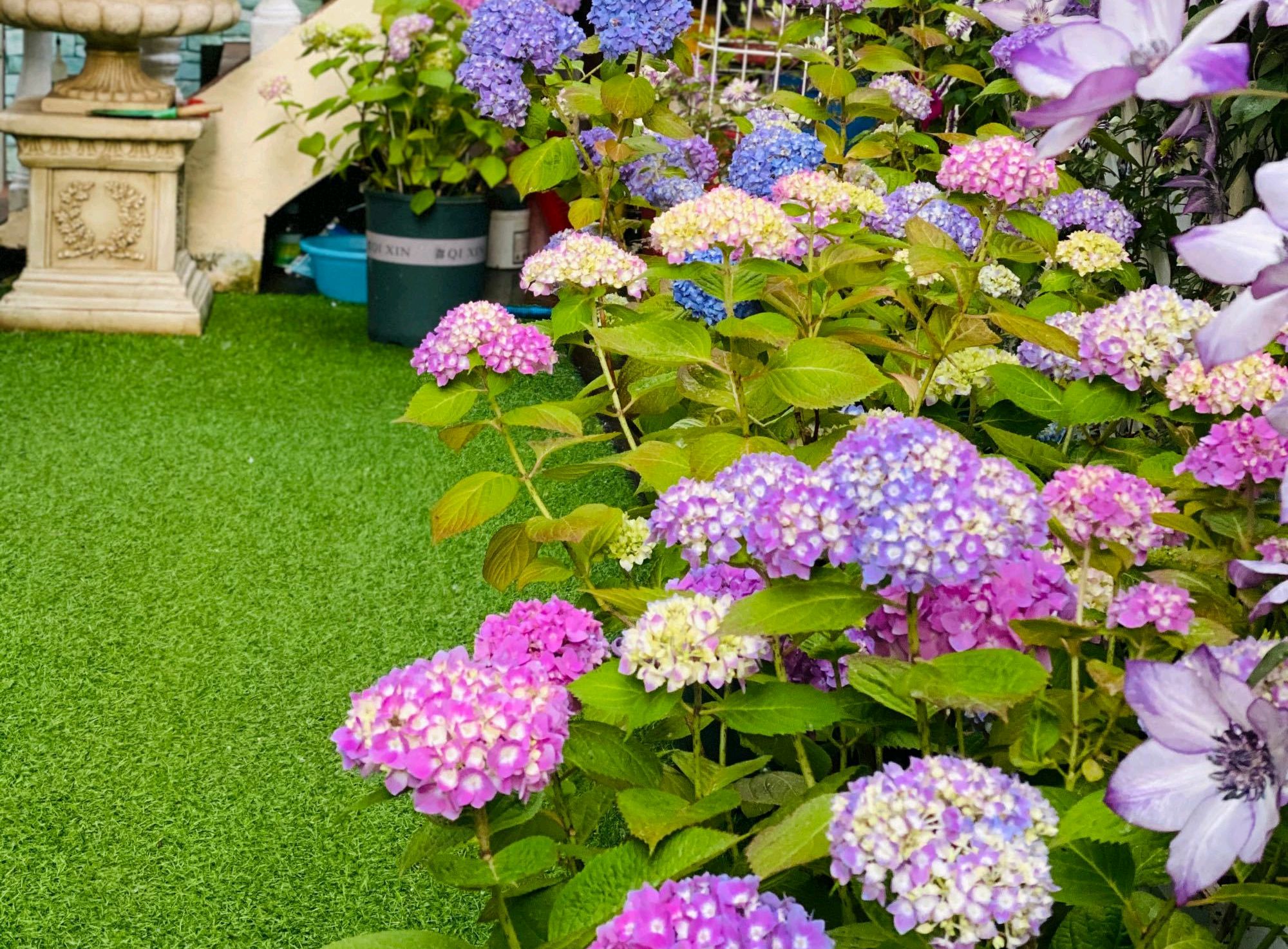 绣球花不缺水但是叶片打蔫,绣球花冬季叶子发蔫掉叶是啥情况