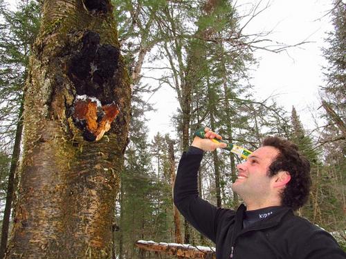 来自俄罗斯的神奇宝贝桦树茸,cctv7报道桦树茸