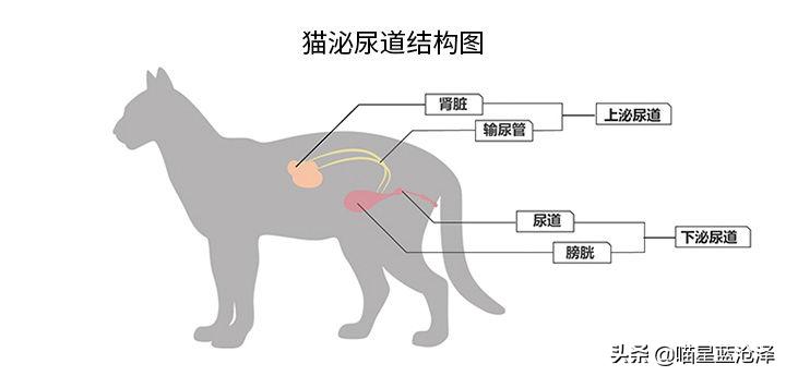 小心!您的猫距离下泌尿道综合征可能只隔一碗水的距离