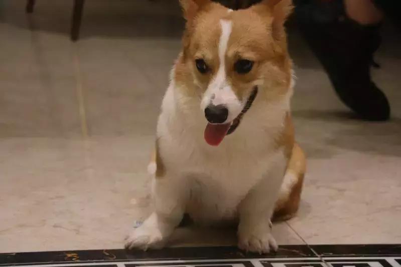 马克深圳最秀狗咖