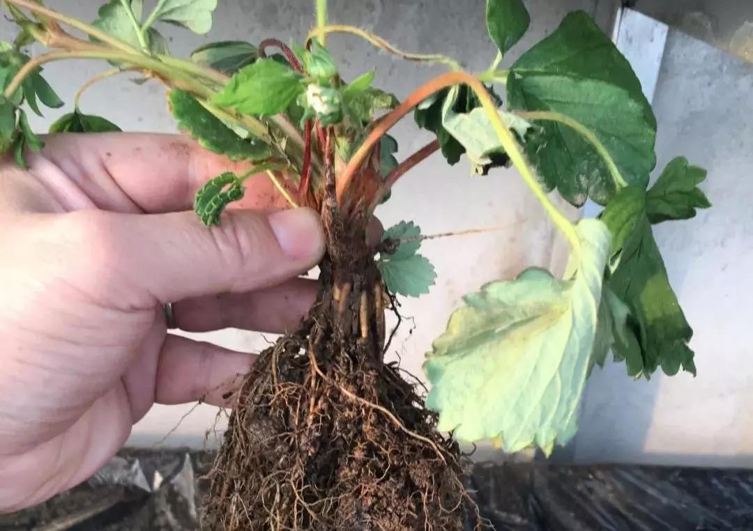 大棚移栽草莓生长全过程,草莓移栽前应如何处理