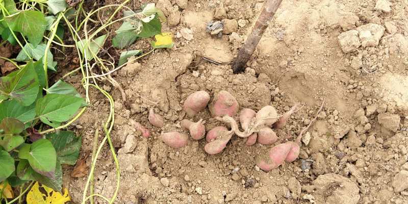 红薯在生茬地种注意什么,种红薯苗怎么增加成活