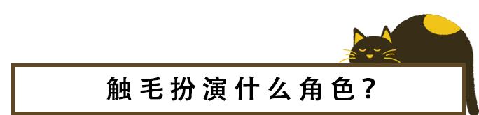 猫咪的天线有什么区别 (猫咪可以自带天线吗)