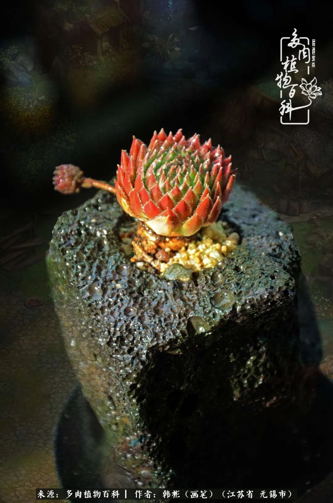 听音乐赏多肉,听音乐赏花赏美景