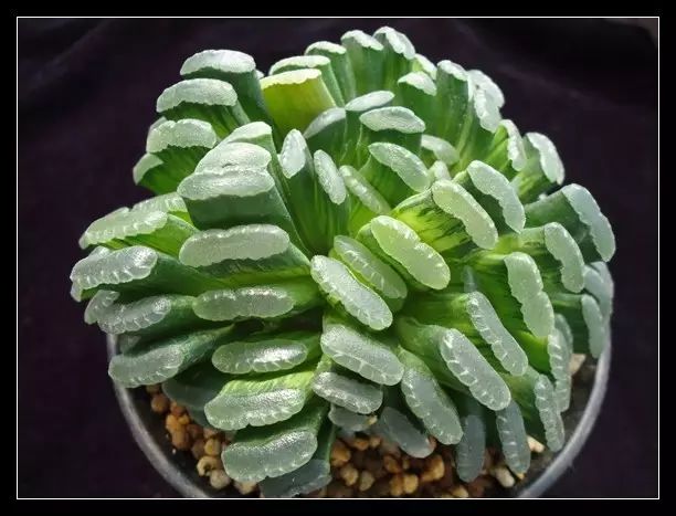 多肉植物好养又容易开花,长相怪异的9种多肉植物