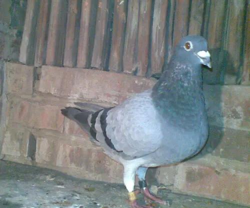 信鸽病防治,信鸽疾病的预防常识