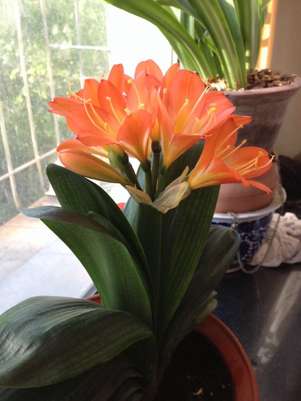 冬天君子兰的养殖方法和注意事项,君子兰夏天放室内冬天还会开花吗