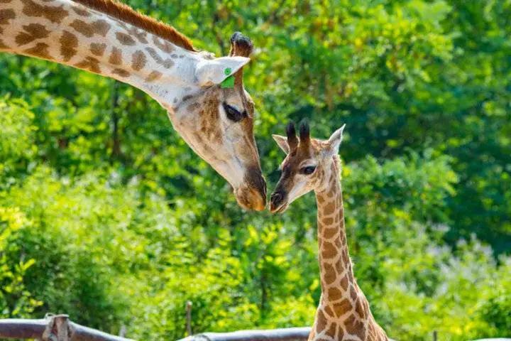 最新山东正在招商的景区,山东免门票的景区都有哪些