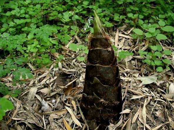 自制笋干要煮多久,自制笋干教程