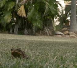 澳洲狗子吸毒,澳大利亚流浪狗