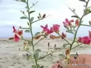 荒漠中有哪些能吃的植物,南疆常见的野生植物