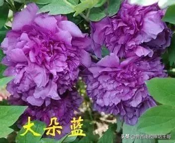 牡丹十大品种九大花系,牡丹进口品种图片及名称