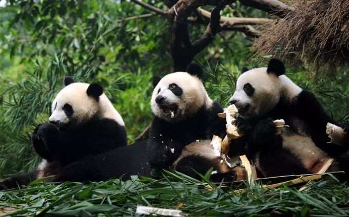广州长隆野生动物世界的奇幻之旅,番禺长隆野生动物园1天旅游攻略