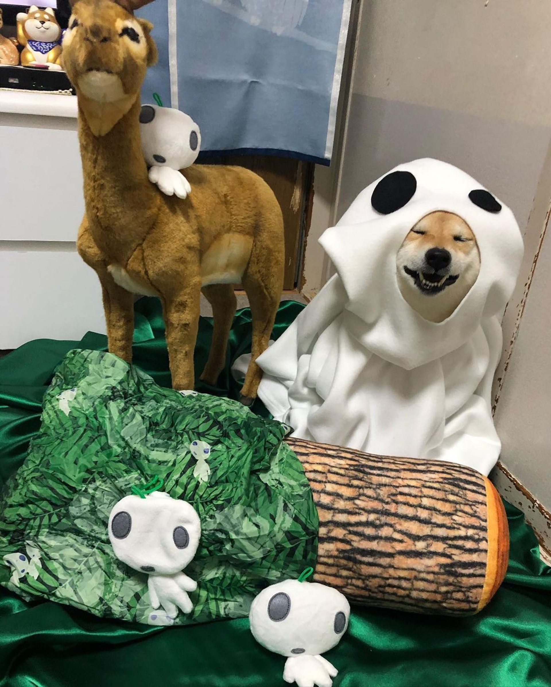 被砖头压住了!影帝柴犬超入戏25个连自己也骗倒的瞬间