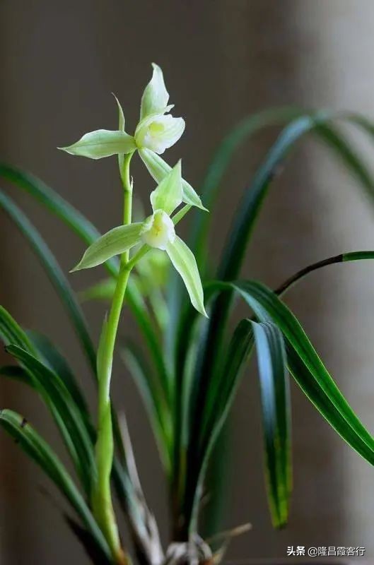 隆昌素“云顶香”险些绝迹的旧事