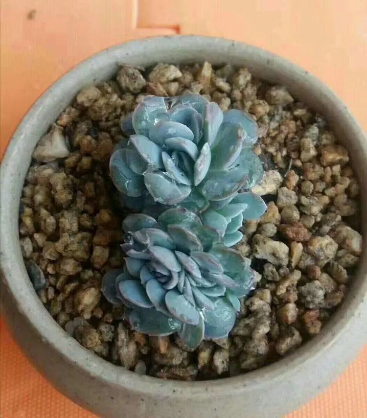 一花一叶一世界多肉,一花一世界多肉之美