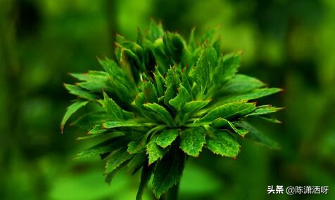 中国月季红色浓香,13种中国红月季让你美个爆