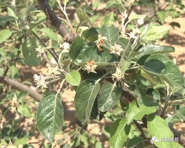 夏季修剪树切口抹什么,夏季修剪全过程视频