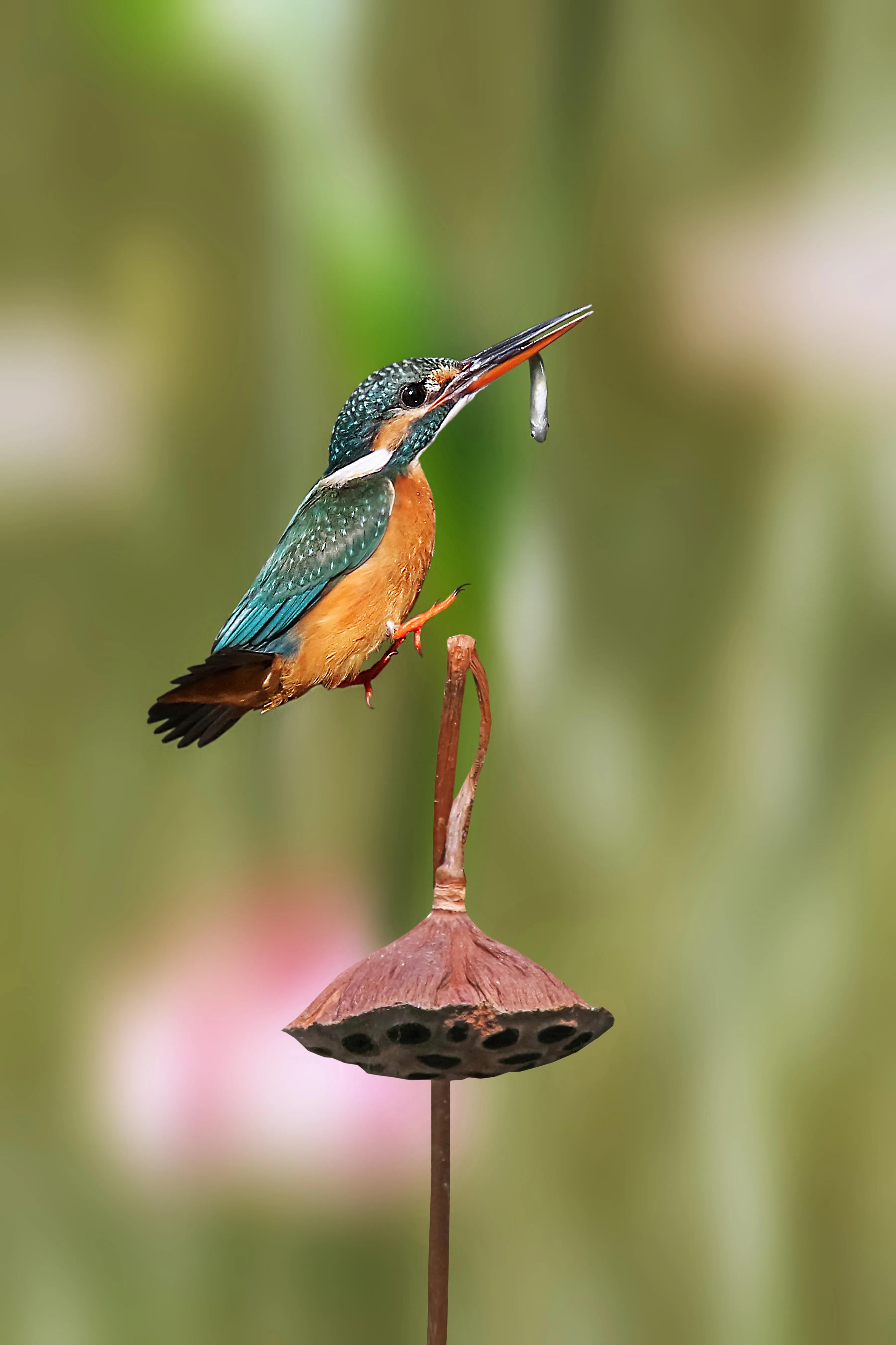 「关于“打鸟”」器材选择、机镜操控、拍摄习惯、注意事项等浅析