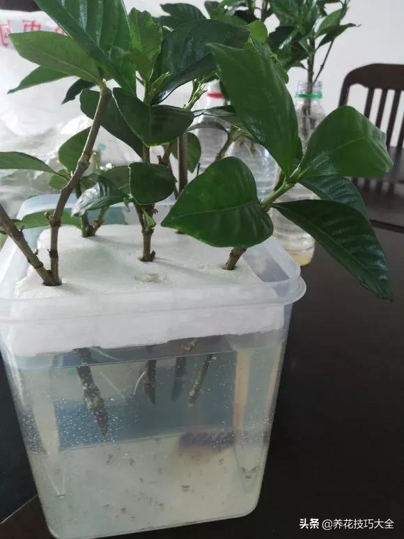 1个塑料瓶，繁殖出10盆栀子花，成活率高，新手也能玩