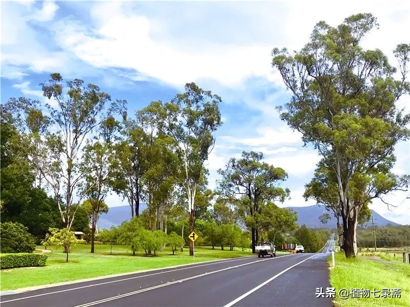 桉树害处新闻视频,桉树为什么危害健康