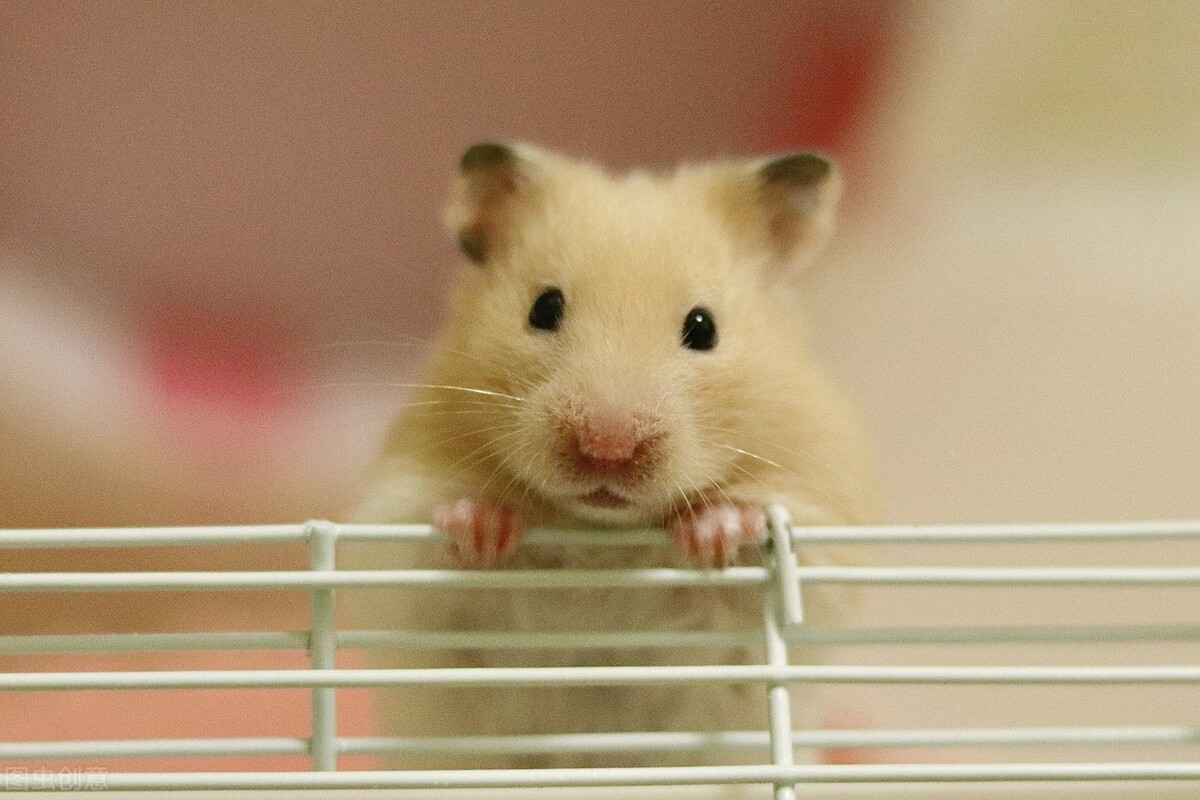 仓鼠为什么拉稀然后就死了,仓鼠为什么拉稀便