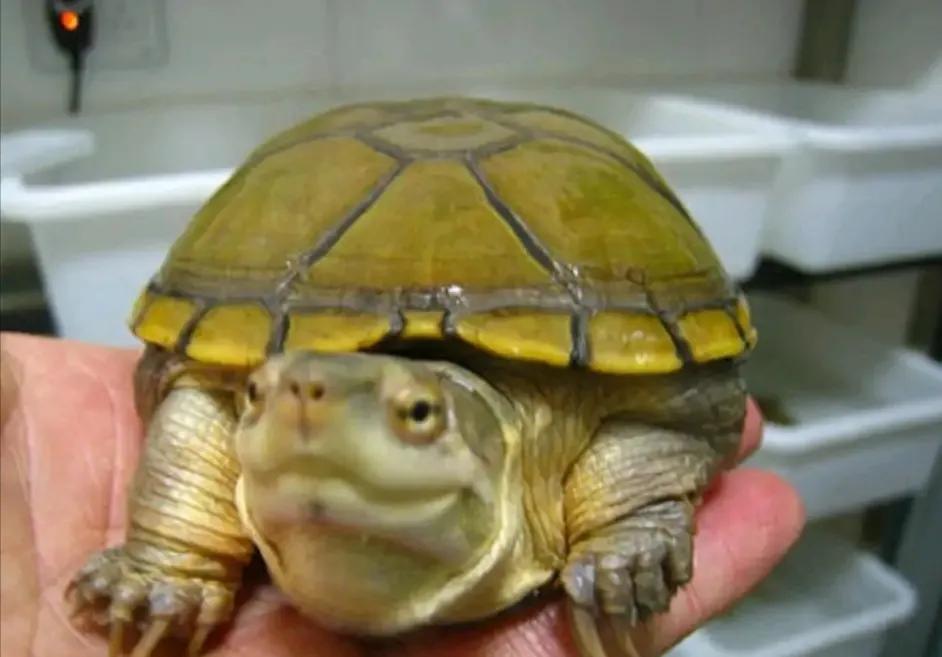 蛋龟混养推荐什么品种,蛋龟和泥龟一共有多少种品种