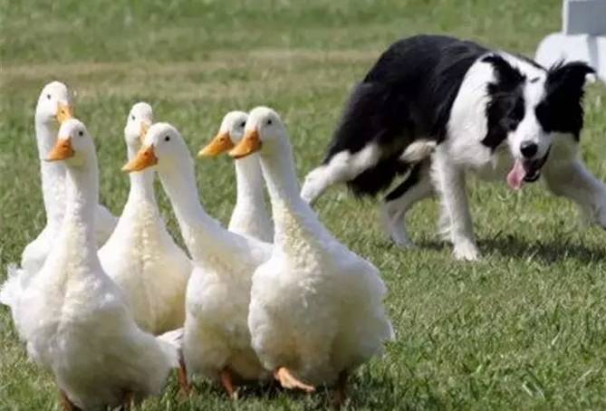 边牧聪明翻车,边牧聪明为什么边牧不当警犬