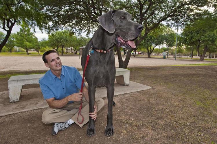 短腿狗腊肠犬,吉尼斯纪录最长的腊肠犬