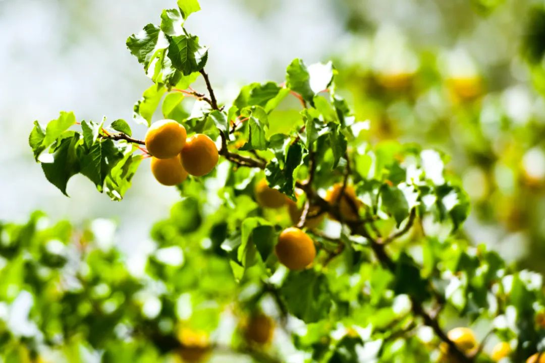 除了莫高窟、飞天、月牙泉,敦煌还藏着哪些极致风物?