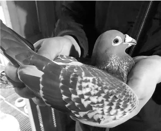 一万一只赛鸽值不值,花一万买的鸽子