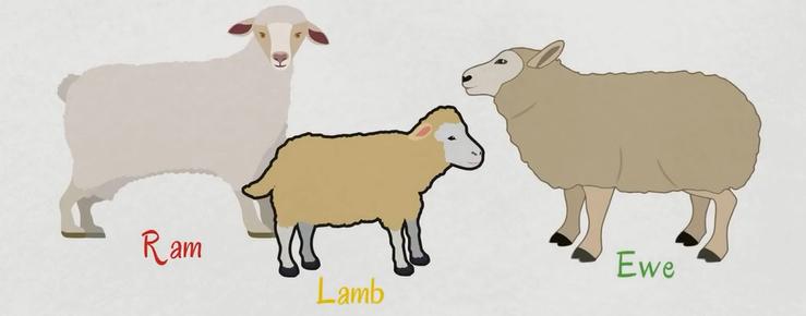 动物英语名称视频大全,兔小贝英语宝典动物名称