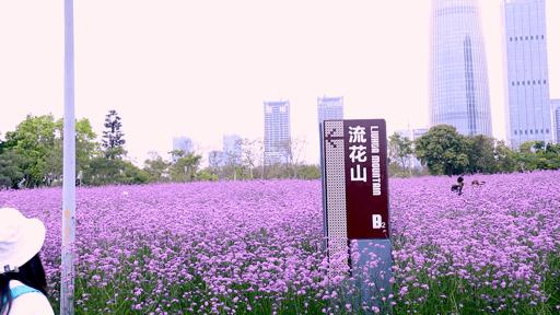 绱壊姊﹀够鑺辨捣鍏洯,娣卞湷鏅綏鏃烘柉2024绱壊鑺辨捣