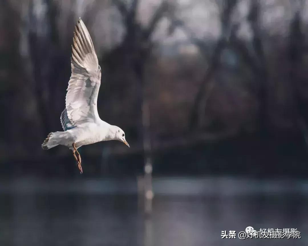 拍鸟最佳相机镜头配置,相机拍鸟技巧图解